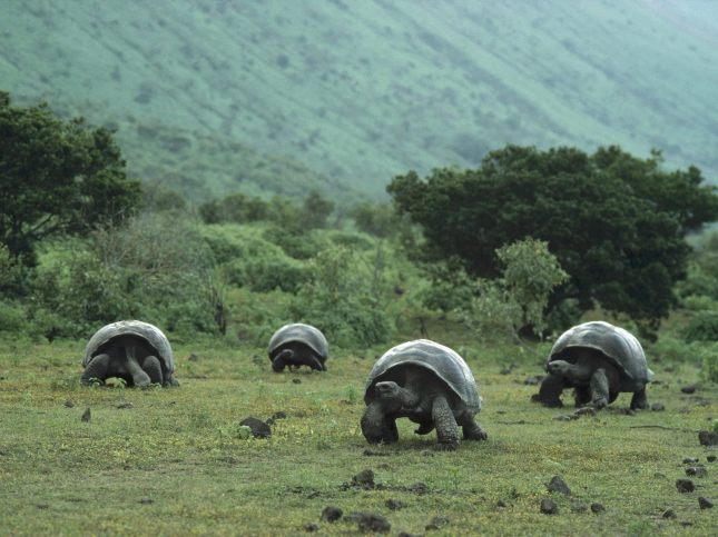 The_Galapagos_tortoise_